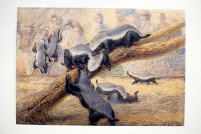 Ratels, 1864 by Joseph Wolf
